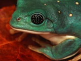 Tree Frog Photographic Print
