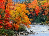Stream in Autumn Woods Photographic Print by Jack Hollingsworth