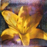 Yellow Lily and Text Photographic Print by Colin Anderson