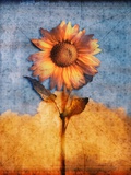 Sunflower and Sky Lámina fotográfica por Colin Anderson