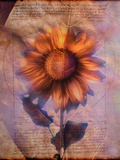 Sunflower and Text Photographic Print by Colin Anderson
