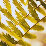 Close-up of a Fern Frond Photographic Print by Brian Yarvin