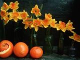 Arrangement of Daffodils and Oranges Photographic Print by Michelle Garrett