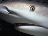 Mouth of Caribbean Reef Shark Photographic Print by Jeffrey L. Rotman