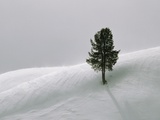 Lone Lodgepole Pine in the Snow Photographic Print by George Lepp