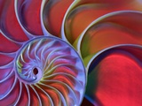 Chambered Nautilus in Colored Light Lámina fotográfica por James L. Amos