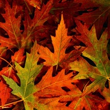 Autumn Leaves Photographic Print by Mark Karrass