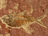 Fish Fossil Fotografisk trykk av Tom Bean