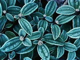 Frost on Viburnum Leaves Photographie par Mark Karrass