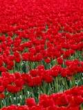 Field of Red Tulips Fotografie-Druck von Mark Karrass