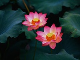 Lotus Flowers Photographic Print by Keren Su