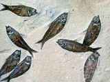 Fish Fossil Photographic Print by Tom Bean