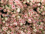 Pink and Cream Rose Bud Bunches Photographie par Owen Franken