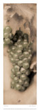 Pinot Blanc Art by Alan Blaustein