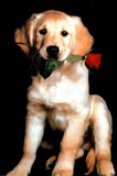 Golden Retriever with Red Rose Art Print Poster Posters