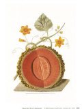 Melon Plakater av George Brookshaw Melon Plakater av George Brookshaw