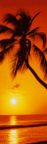 Palmier, coucher de soleil Affiche