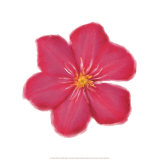 Petales Roses II Prints by Tasmin Phoeni