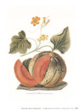 Melon Plakat av George Brookshaw Melon Plakat av George Brookshaw