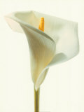 Lily in Bloom I Prints Lily in Bloom I Prints