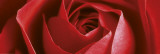 Rote Rose Poster