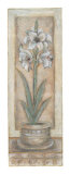 White Amaryllis Prints by Joyce Combs