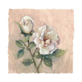 Rose Delight Poster by Paul Mathenia