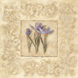 Iris Scroll Poster by Charlene Winter Olson Iris Scroll Poster by Charlene Winter Olson