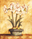 Amarilis blanca Láminas por Tina Chaden