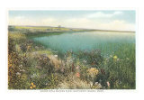 Pond and Wildflowers, Nantucket, Mass. ポスター