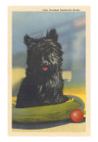 Fala, Roosevelt's Scotty Dog Art Print