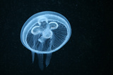 Live jellyfish aquarium