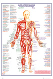 Charts Prints at AllPosters.com