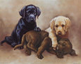 Yellow Labs Posters