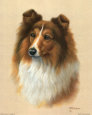 Sheltie Reproduction d'art par Judy Gibson