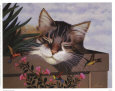Rocky Selland Impressão artística por Lowell Herrero
