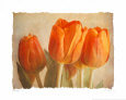 Bellezza I Art Print by Amy Melious