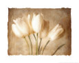 Aria I Art Print by Amy Melious