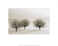 Snow Trees, New York Art Print by Dickens