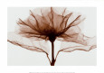 Una rosa (extra grande) Lámina por Steven N. Meyers