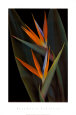 Bird of Paradise Art Print by Rosemarie Stanford