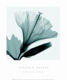 Hibiscus and Bud Art Print by Steven N. Meyers