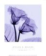 Gloxina Kunsttryk af Steven N. Meyers