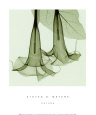 Datura sm. Art Print by Steven N. Meyers