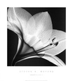Amarilis 1 Lámina por Steven N. Meyers