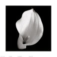 Calla IV Lámina