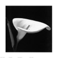 Calla III Lámina