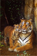 Tigers (Color Photography) Posters