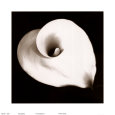 Calla I Lámina