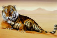 Tiger im Sand Kunstdruck